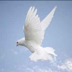 funeral_dove