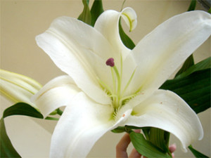 funeral_lily