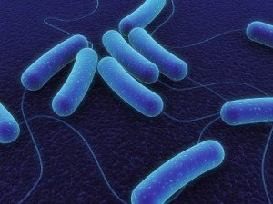 Unpasteurized raw milk cited as source of recent Kentucky E. coli outbreak