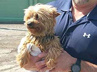 Stolen Yorkie found in Louisville, has now returned home to his owners