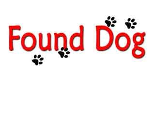 FOUND DOG: Brittany spaniel mix found in Howardstown area